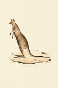 Østlig grå kænguru (hun) af Jacques Christophe Werner
