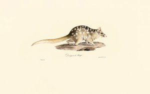 Østlig Quoll af Jacques Christophe Werner