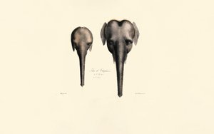 Sammenligning af elefanthoveder af Jacques Christophe Werner