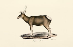 Elg - mand af Jacques Christophe Werner