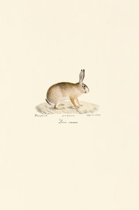 Europæisk hare af Jacques Christophe Werner