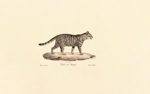 Europæisk vildkat (Felis silvestris) af Jacques Christophe Werner