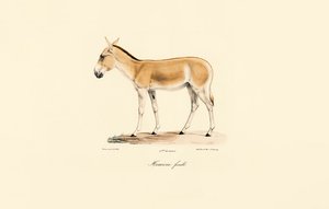 Kvindelig asiatisk vild røv af Jacques Christophe Werner