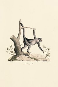 Sort edderkoppeabe, hun af Jacques Christophe Werner