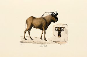 Hun af blå gnu af Jacques Christophe Werner