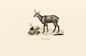 Gemse af hunkøn af Jacques Christophe Werner