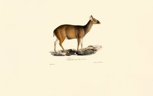 Indisk Muntjac-hun (hjortehind) af Jacques Christophe Werner