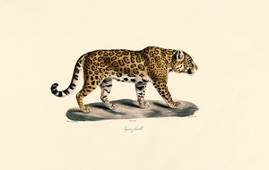 Jaguar af hunkøn af Jacques Christophe Werner