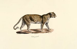 Hun-leopard af Jacques Christophe Werner