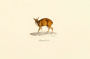 Hun Muntjac af Jacques Christophe Werner