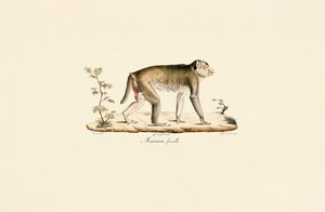 Natabe, hun af Jacques Christophe Werner