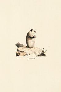 Hun af Virginia Opossum af Jacques Christophe Werner