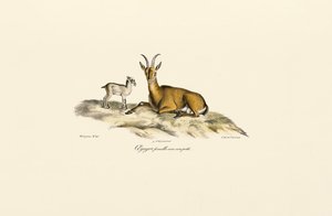 Vildged af hunkøn med kid af Jacques Christophe Werner