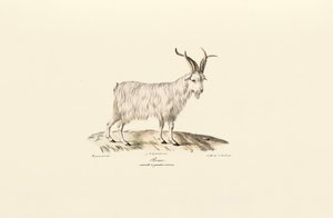 Firehornet tamged af Jacques Christophe Werner