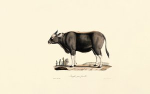 Gaur kvinde af Jacques Christophe Werner