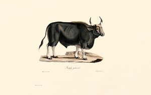 Gaur mand af Jacques Christophe Werner