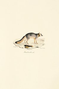 Grå ræv han (Urocyon cinereoargenteus) af Jacques Christophe Werner