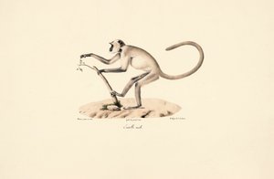 Grå Hanuman Langur af Jacques Christophe Werner