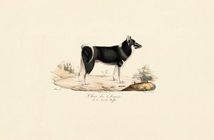 Grønlandsk hund