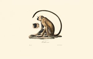 Grå langur (Old Entelle) af Jacques Christophe Werner