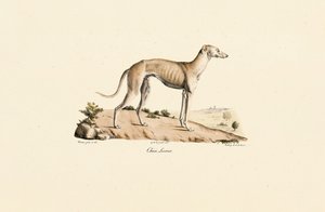 Greyhound af Jacques Christophe Werner