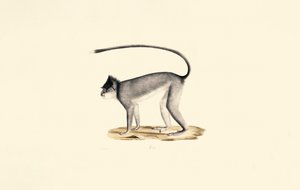 Hanuman Langur af Jacques Christophe Werner