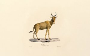 Hartebeest af Jacques Christophe Werner
