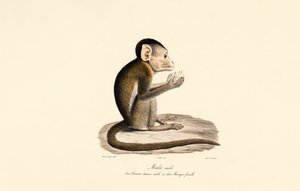 Hybrid af Bonnet og Pig-tailed Macaque af Jacques Christophe Werner