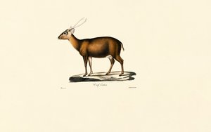 Indisk Muntjac (Cerf Cochon) af Jacques Christophe Werner