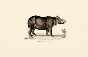 Indisk næsehorn af Jacques Christophe Werner