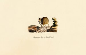 Javanisk musehjort (hun) af Jacques Christophe Werner