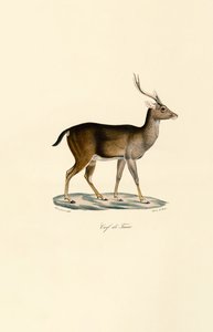 Javan Rusa af Jacques Christophe Werner