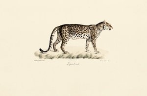 Leopard, han af Jacques Christophe Werner