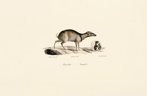 Lille musehjort (Tragulus kanchil) af Jacques Christophe Werner