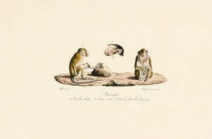 Makakaber i forskellige aldersstadier af Jacques Christophe Werner