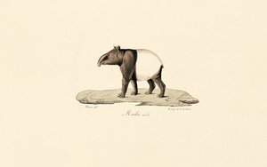 Malaysisk tapir af Jacques Christophe Werner