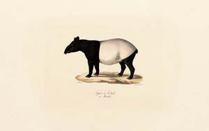 Malaysisk tapir