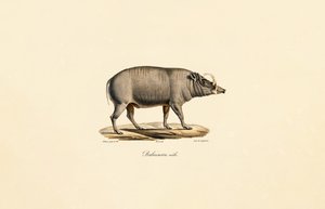 Han Babirusa af Jacques Christophe Werner
