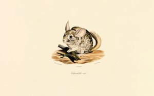 Chinchilla-han af Jacques Christophe Werner