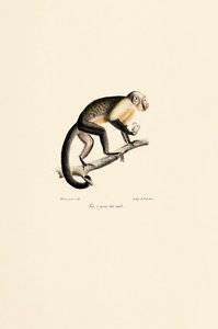 Han af almindelig egernabe af Jacques Christophe Werner