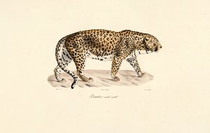 Leopard-han af Jacques Christophe Werner