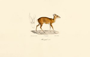 Han Muntjac af Jacques Christophe Werner