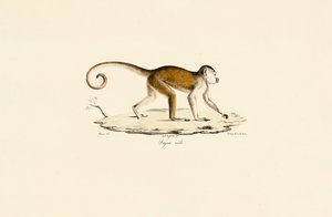 Han-kapucin med tuf af Jacques Christophe Werner