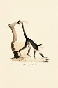 Han af hvidstrubet kapuciner af Jacques Christophe Werner