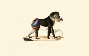 Mandrill af Jacques Christophe Werner