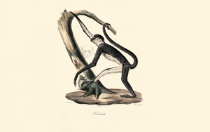 Guereza med kappe af Jacques Christophe Werner