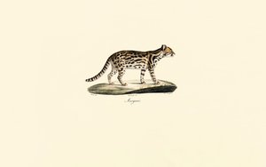 Margay af Jacques Christophe Werner