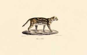 Margay Cat af Jacques Christophe Werner