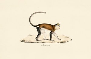 Mona Abe af Jacques Christophe Werner