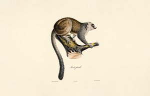 Mongoose-lemur (hun) af Jacques Christophe Werner